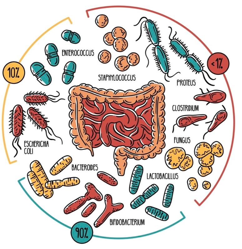 DRUGS AND MICROBES: IMPACT OF MEDICATIONS ON GUT MICROBIOME